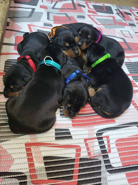 Doberman štenci
